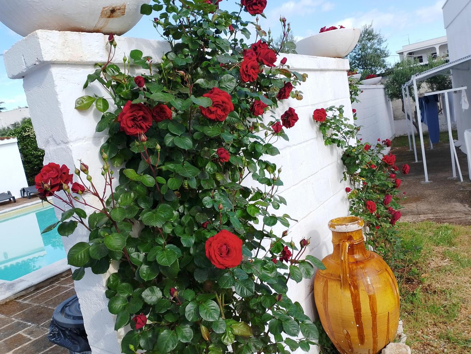 Hotel La Dimora Di Nonna Giuliana Ostuni Exteriér fotografie